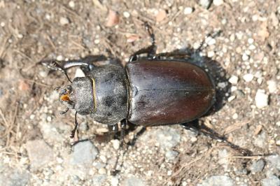 <i>Lucanus cervus</i>