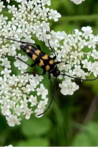<i>Leptura quadrifasciata</i>