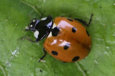 <i>Coccinella septempunctata</i>