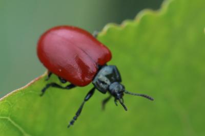 <i>Chrysomela populi</i>
