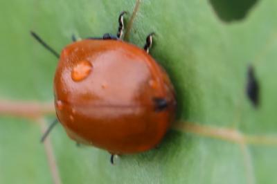 <i>Chrysomela populi</i>