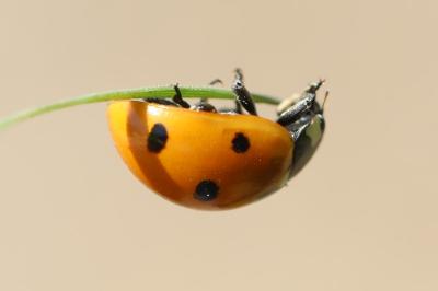 <i>Coccinella septempunctata</i>