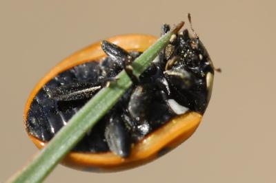 <i>Coccinella septempunctata</i>