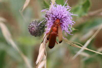 <i>Rhagonycha fulva</i>