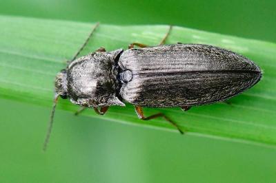<i>Paraphotistus nigricornis</i>
