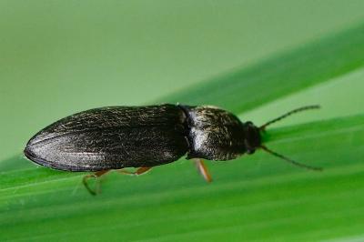 <i>Paraphotistus nigricornis</i>
