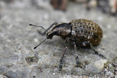 <i>Liophloeus tessulatus</i>