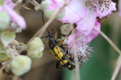 <i>Rutpela maculata</i>
