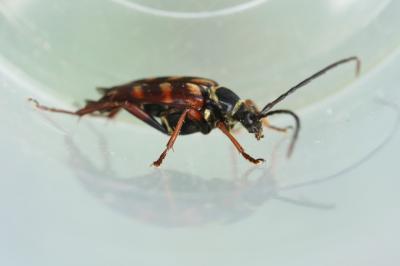 <i>Leptura aurulenta</i>