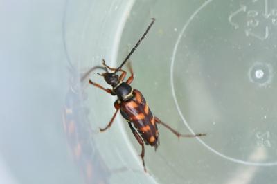 <i>Leptura aurulenta</i>
