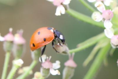 <i>Coccinella septempunctata</i>