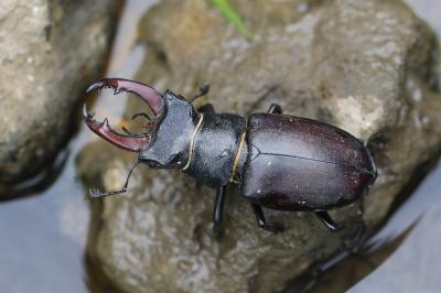 <i>Lucanus cervus</i>