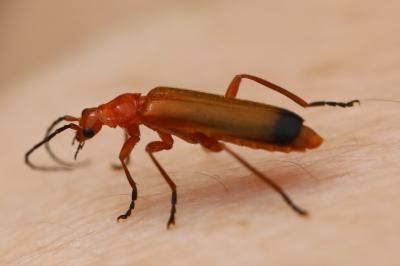 <i>Rhagonycha fulva</i>