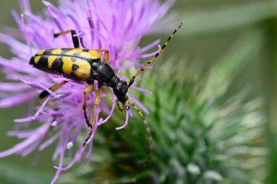 <i>Rutpela maculata</i>