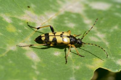 <i>Rutpela maculata</i>