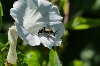 <i>Rutpela maculata</i>