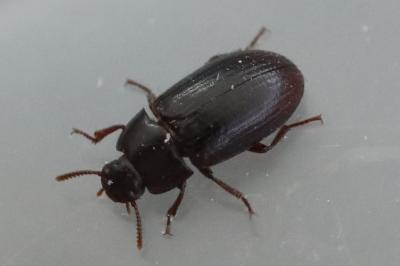 <i>Alphitobius diaperinus</i>