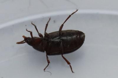 <i>Alphitobius diaperinus</i>