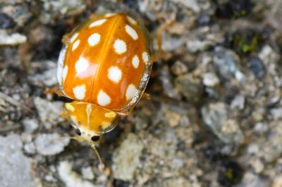 <i>Halyzia sedecimguttata</i>