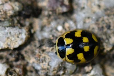 Coccinelle à damier
