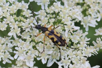 <i>Rutpela maculata</i>