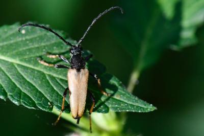 <i>Stictoleptura rubra</i>
