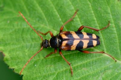 <i>Leptura aurulenta</i>