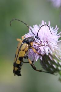 <i>Rutpela maculata</i>