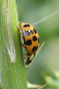 <i>Harmonia axyridis</i>