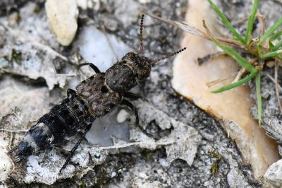 <i>Ontholestes murinus</i>