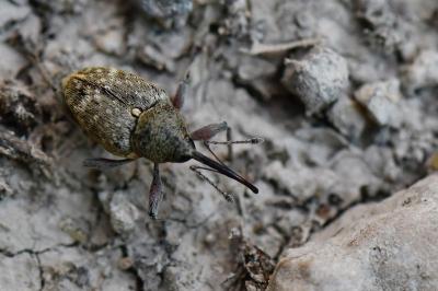 <i>Curculio nucum</i>