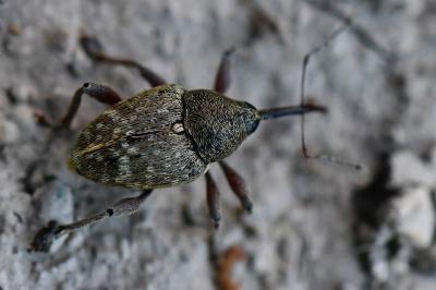 <i>Curculio nucum</i>