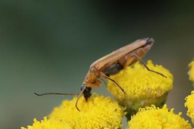 <i>Oedemera podagrariae</i>