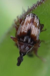 <i>Nanophyes marmoratus</i>