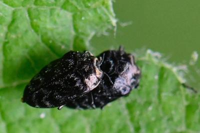<i>Trachys minutus</i>