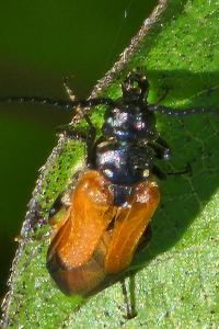 <i>Stenoria analis</i>