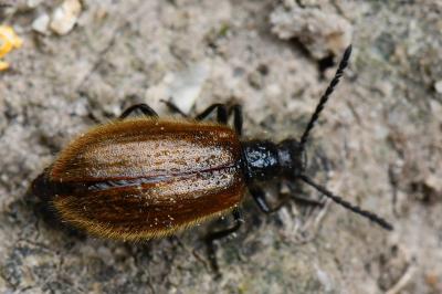 <i>Lagria hirta</i>