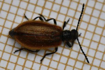 <i>Lagria hirta</i>