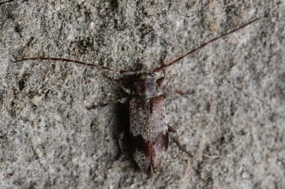 <i>Exocentrus punctipennis</i>