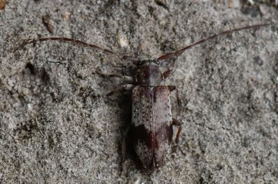 <i>Exocentrus punctipennis</i>