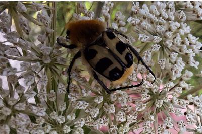 <i>Trichius fasciatus</i>