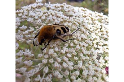 <i>Trichius fasciatus</i>