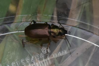 <i>Agonum muelleri</i>