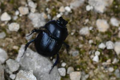 <i>Anoplotrupes stercorosus</i>