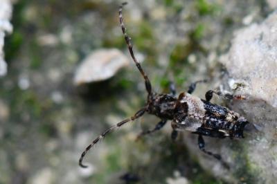 <i>Pogonocherus hispidus</i>