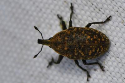 <i>Larinus turbinatus</i>