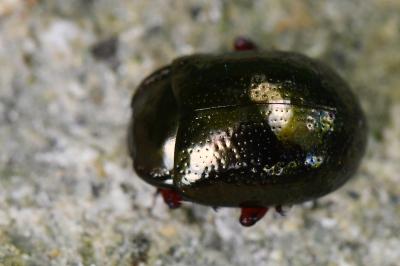 <i>Chrysolina bankii</i>