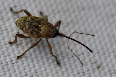 <i>Curculio glandium</i>