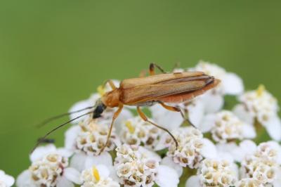 <i>Oedemera podagrariae</i>