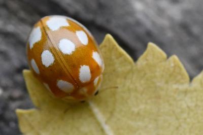 <i>Calvia decemguttata</i>